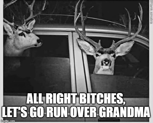 Grandma Gettin Run Over | ALL RIGHT BITCHES, LET'S GO RUN OVER GRANDMA | image tagged in humor,funny,meme | made w/ Imgflip meme maker