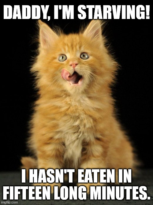 It's frightening to watch teenagers of any species eat. Count your fingers just in case. | DADDY, I'M STARVING! I HASN'T EATEN IN FIFTEEN LONG MINUTES. | image tagged in cats,hungry cat,teens | made w/ Imgflip meme maker