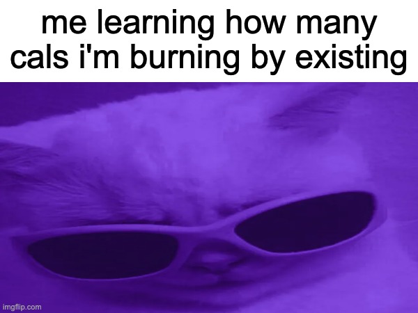 me learning how many cals i'm burning by existing | image tagged in cool cat | made w/ Imgflip meme maker