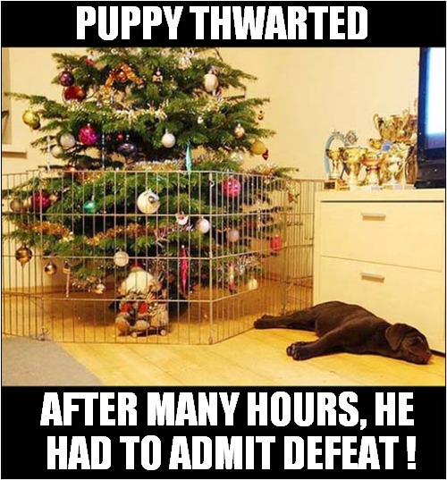 Christmas Tree Too Well Defended | PUPPY THWARTED; AFTER MANY HOURS, HE
 HAD TO ADMIT DEFEAT ! | image tagged in dogs,puppy,labrador,christmas tree,defended | made w/ Imgflip meme maker