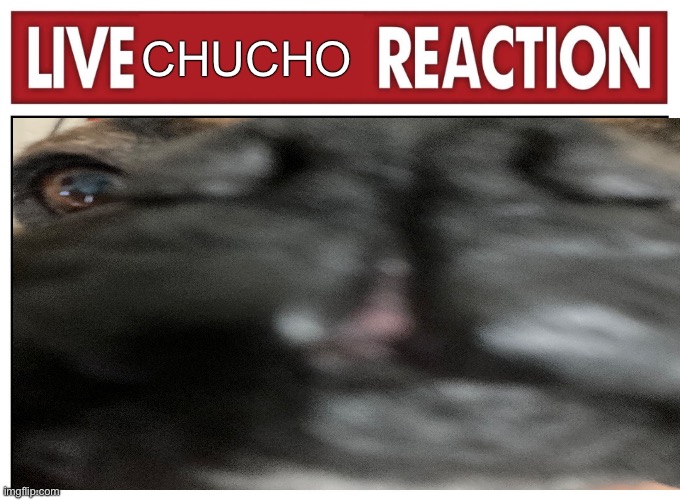 Chucho (he’s five years old) | CHUCHO | image tagged in live reaction | made w/ Imgflip meme maker
