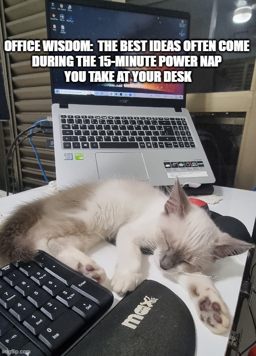 Sleeping kitten | OFFICE WISDOM:  THE BEST IDEAS OFTEN COME 
DURING THE 15-MINUTE POWER NAP 
YOU TAKE AT YOUR DESK | image tagged in funny,office | made w/ Imgflip meme maker