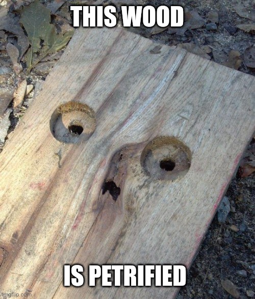 He's knot scared... | THIS WOOD; IS PETRIFIED | image tagged in petrified,wood,scared,face,tree,eyeroll | made w/ Imgflip meme maker