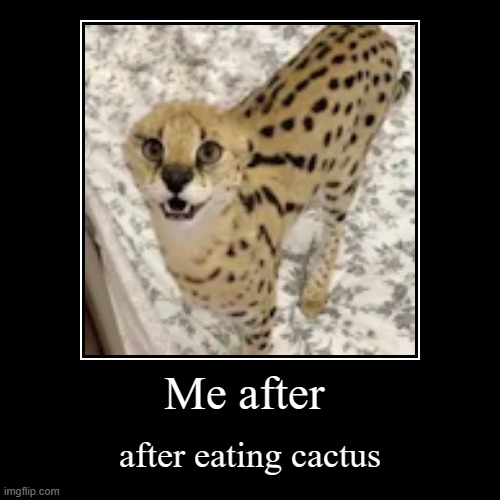 Me after cactus | Me after | after eating cactus | image tagged in funny,demotivationals | made w/ Imgflip demotivational maker