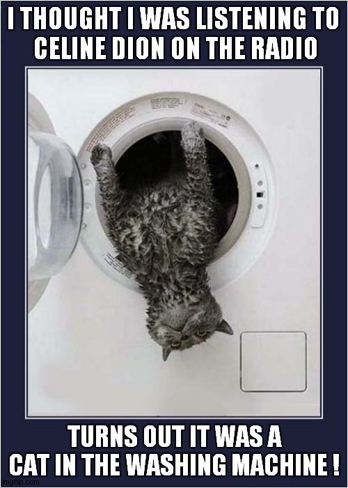 What Is That Horrible Noise ? | I THOUGHT I WAS LISTENING TO
 CELINE DION ON THE RADIO; TURNS OUT IT WAS A CAT IN THE WASHING MACHINE ! | image tagged in horrible,noise,celine dion,cat,washing machine,dark humour | made w/ Imgflip meme maker