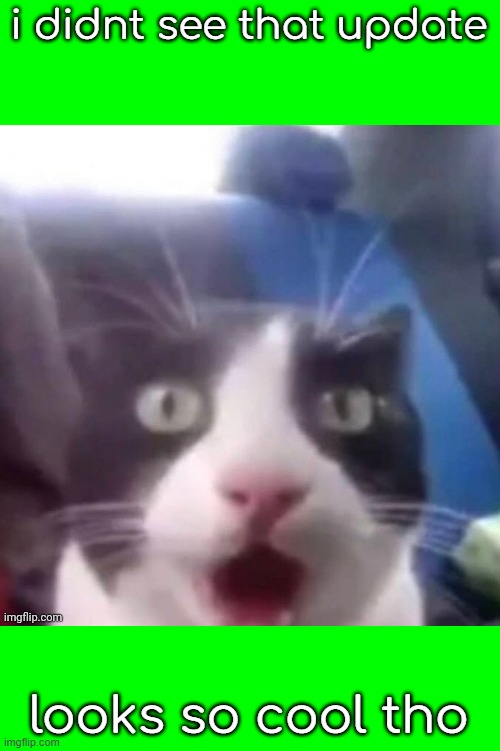 cat shocked | i didnt see that update; looks so cool tho | image tagged in cat shocked | made w/ Imgflip meme maker