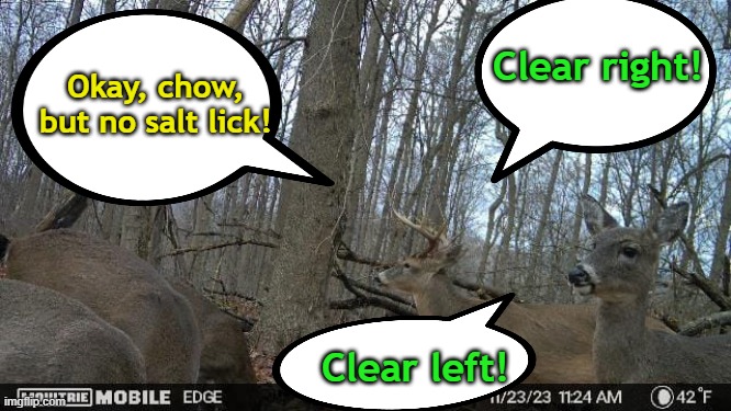 deer patrol | Clear right! Okay, chow, but no salt lick! Clear left! | image tagged in deergroup | made w/ Imgflip meme maker