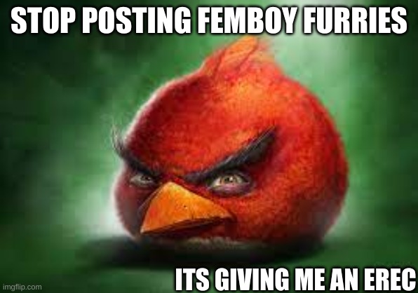 Realistic Red Angry Birds | STOP POSTING FEMBOY FURRIES ITS GIVING ME AN EREC | image tagged in realistic red angry birds | made w/ Imgflip meme maker