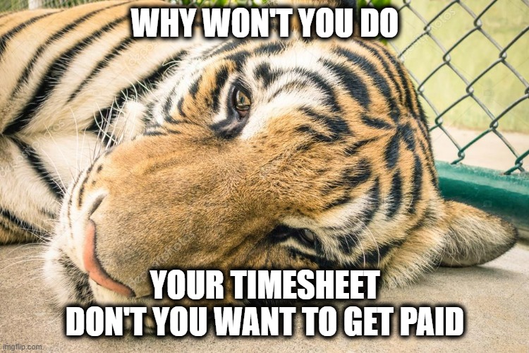 Do you even want to get paid | WHY WON'T YOU DO; YOUR TIMESHEET DON'T YOU WANT TO GET PAID | image tagged in sad tiger,timesheet reminder,timesheet meme,do you even want to get paid | made w/ Imgflip meme maker