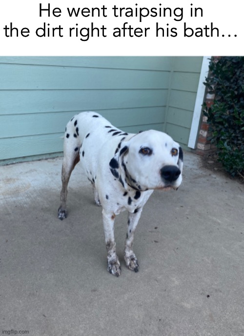 look, imma a labrador | He went traipsing in the dirt right after his bath… | image tagged in at least he looks sorry,dog,picture,bath,houston,dalmatian | made w/ Imgflip meme maker