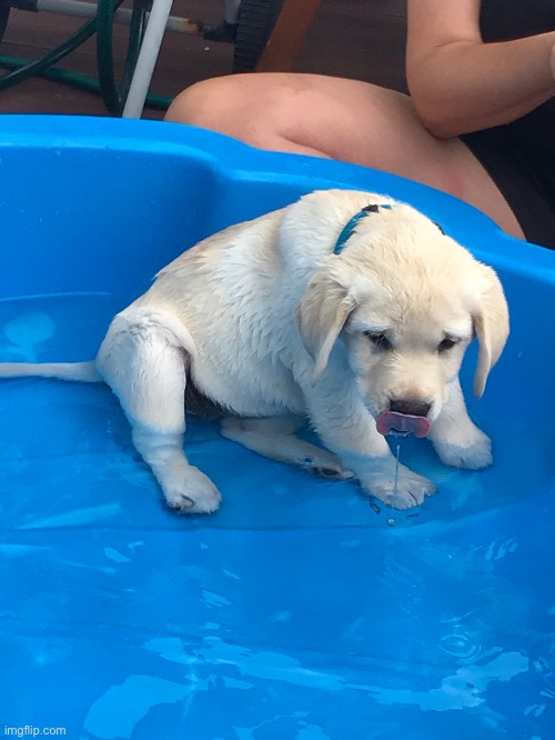 Leia drinking the bath water | made w/ Imgflip meme maker