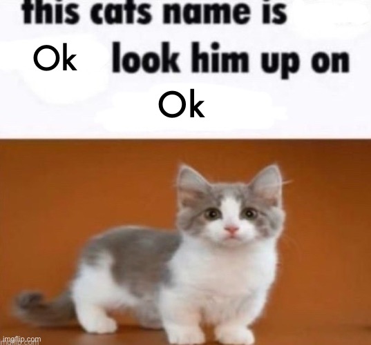 This cats name | Ok Ok | image tagged in this cats name | made w/ Imgflip meme maker