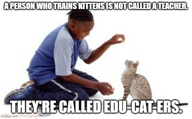 meme by Brad cat educator | A PERSON WHO TRAINS KITTENS IS NOT CALLED A TEACHER. THEY'RE CALLED EDU-CAT-ERS. | image tagged in cat meme | made w/ Imgflip meme maker