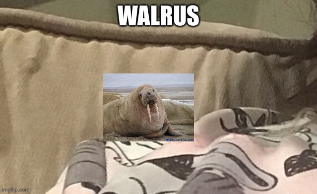 Gutless | WALRUS | made w/ Imgflip meme maker