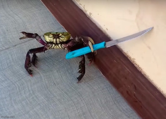 Stabby the Crabby | image tagged in stabby the crabby | made w/ Imgflip meme maker