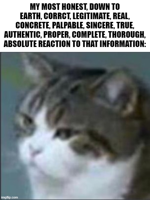 Dissapointment cat | MY MOST HONEST, DOWN TO EARTH, CORRCT, LEGITIMATE, REAL, CONCRETE, PALPABLE, SINCERE, TRUE, AUTHENTIC, PROPER, COMPLETE, THOROUGH, ABSOLUTE REACTION TO THAT INFORMATION: | image tagged in dissapointment cat | made w/ Imgflip meme maker