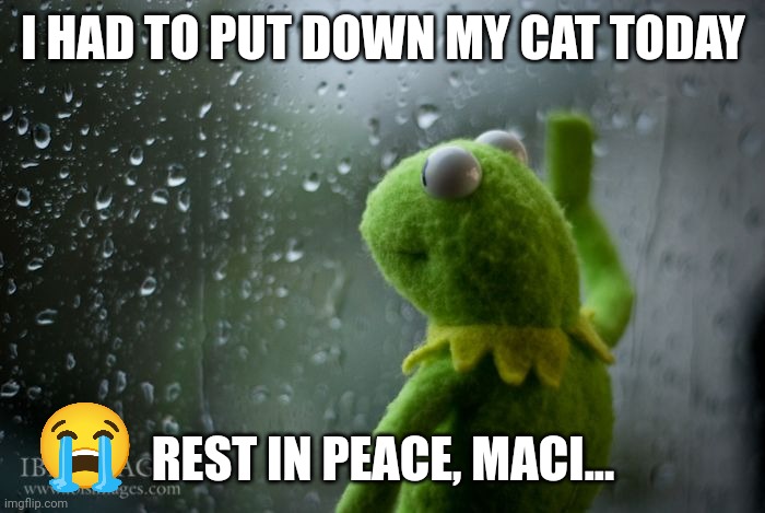 Jan 26, 2018 — December 16, 2023 | I HAD TO PUT DOWN MY CAT TODAY; REST IN PEACE, MACI... | image tagged in kermit window,cat,died,upvote if you agree | made w/ Imgflip meme maker