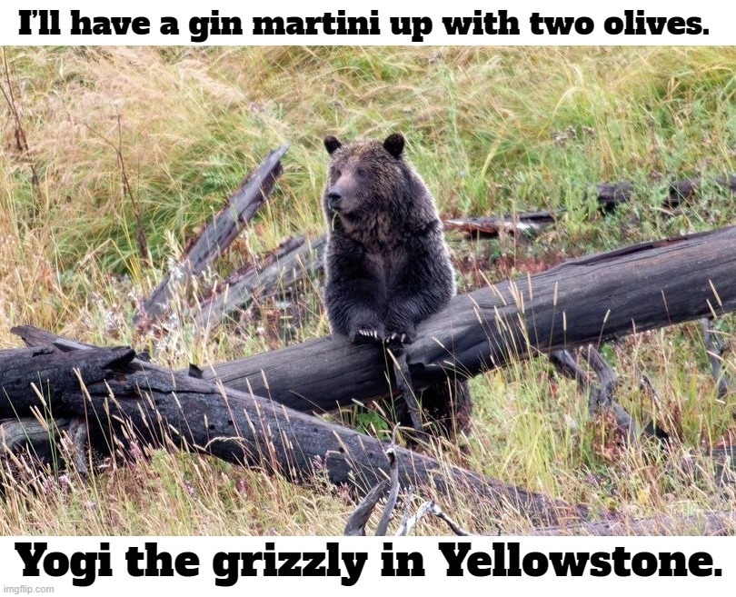 Yogi the Grizzly in Yellowstone Bellies up to the Bar | image tagged in yogi bear,yellowstone national park,martini,don't feed the wildlife,wildlife,wild life | made w/ Imgflip meme maker