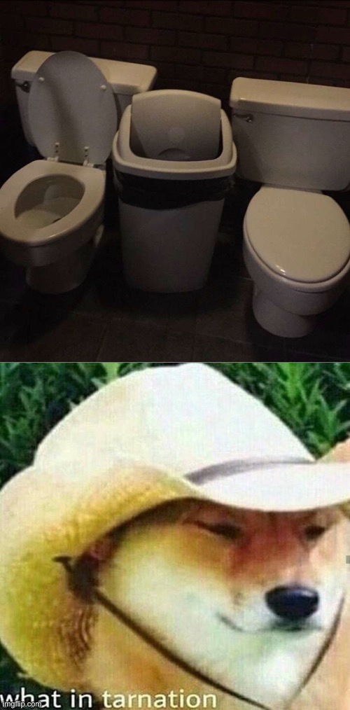 Friends who poo together… | image tagged in what in tarnation dog,bathroom,toilet,toilets,wtf,friends | made w/ Imgflip meme maker