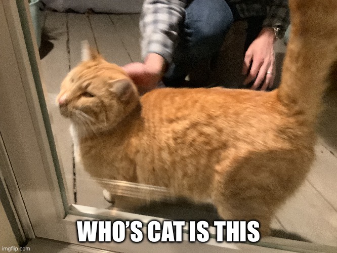 If it’s yours, comment | WHO’S CAT IS THIS | image tagged in cat,lost | made w/ Imgflip meme maker