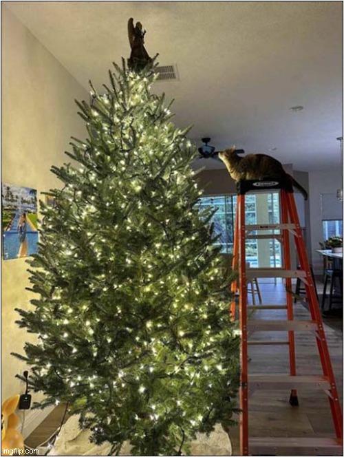 Cat Finds A Convenient Ladder To Assist With The Attack ! | image tagged in cats,christmas tree,ladder,attack | made w/ Imgflip meme maker
