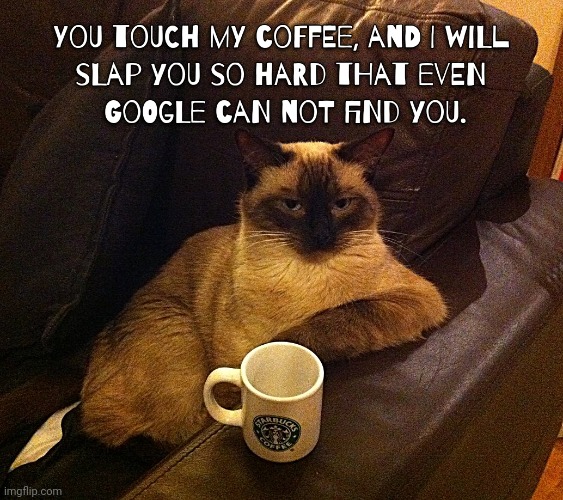 Coffee Cat | image tagged in sassy,cats,coffee | made w/ Imgflip meme maker