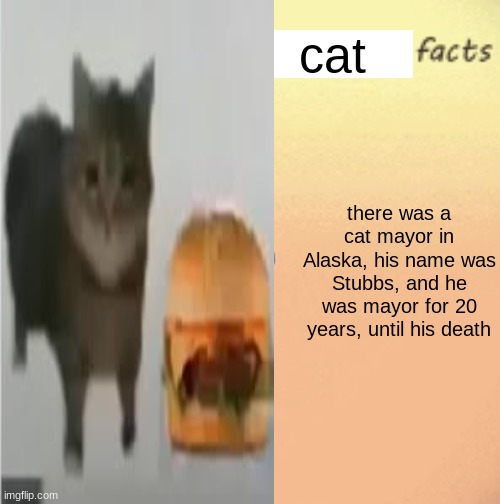 yuh | cat; there was a cat mayor in Alaska, his name was Stubbs, and he was mayor for 20 years, until his death | image tagged in cool femboy facts | made w/ Imgflip meme maker