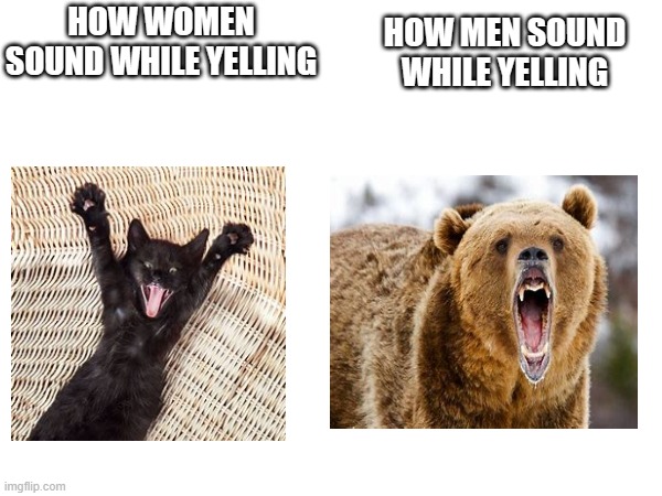 Girls vs Boys | HOW WOMEN SOUND WHILE YELLING; HOW MEN SOUND WHILE YELLING | image tagged in animals,funny,memes,girls vs boys,cat,bear | made w/ Imgflip meme maker
