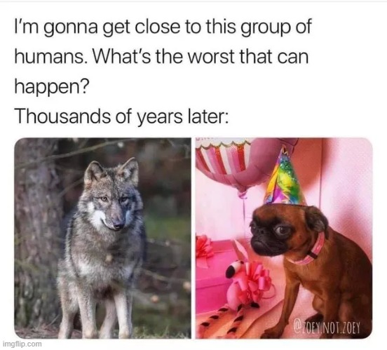 real | image tagged in funny,meme,dogs,history,wolf,omg | made w/ Imgflip meme maker