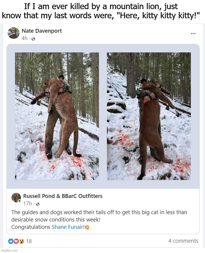 If I am ever killed by a mountain lion, just know that my last words were, "Here, kitty kitty kitty!" | image tagged in mountain lion,cougar,famous last words,wildcat,contemplating suicide guy,woah kitty | made w/ Imgflip meme maker