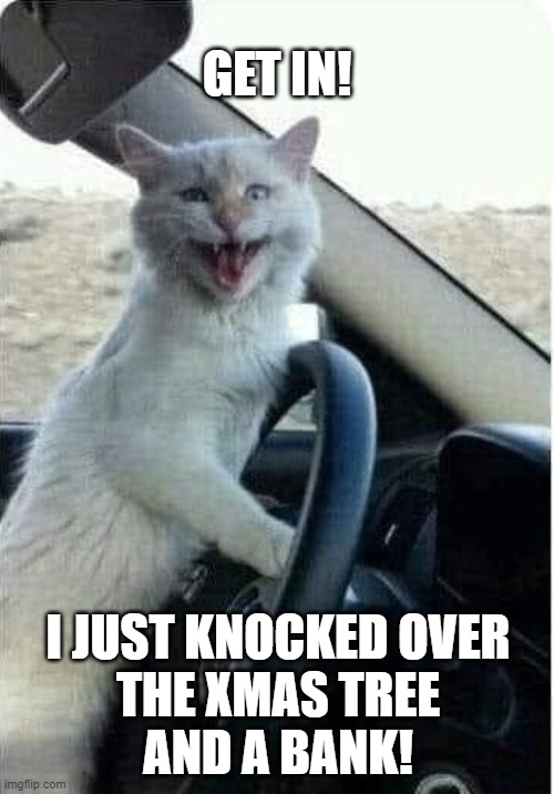 get in | GET IN! I JUST KNOCKED OVER
 THE XMAS TREE 
AND A BANK! | image tagged in crazy cat drives car laughing cat in car | made w/ Imgflip meme maker