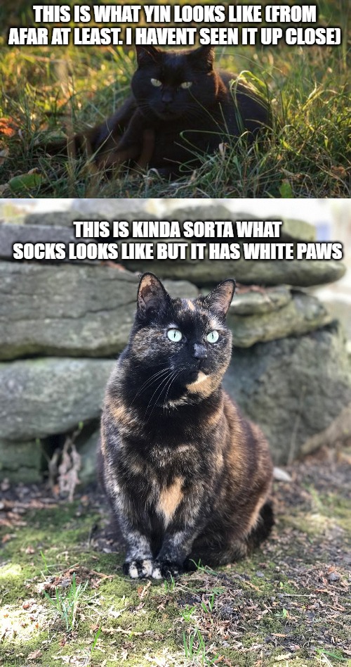 THIS IS WHAT YIN LOOKS LIKE (FROM AFAR AT LEAST. I HAVENT SEEN IT UP CLOSE) THIS IS KINDA SORTA WHAT SOCKS LOOKS LIKE BUT IT HAS WHITE PAWS | made w/ Imgflip meme maker