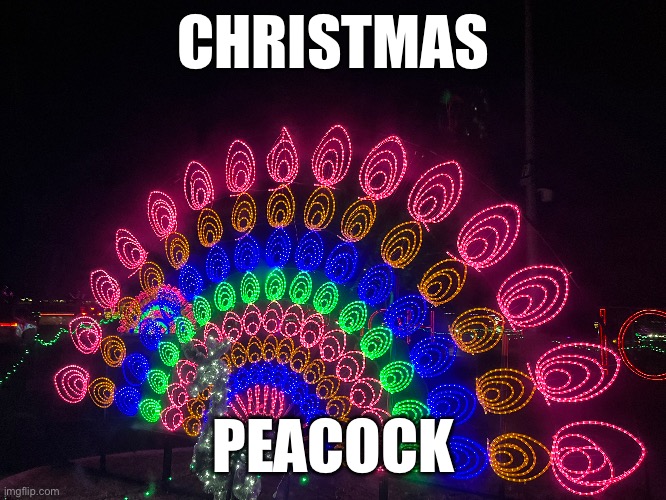 Peacock | CHRISTMAS; PEACOCK | image tagged in christmas,peacock | made w/ Imgflip meme maker