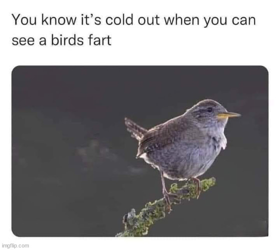 You know its cold when... | image tagged in repost,cold,birds,fart | made w/ Imgflip meme maker