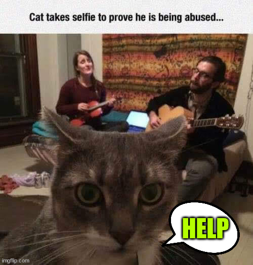 HELP | image tagged in cat,abuse,selfie,proof | made w/ Imgflip meme maker