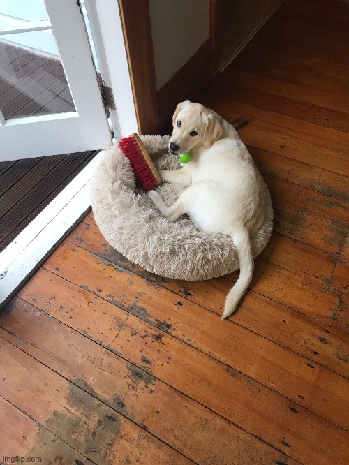 Leia likes stealing brooms so we got her her own and she’s so protective of it | made w/ Imgflip meme maker