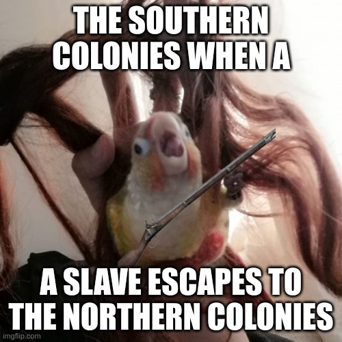 *angry colonist noises* | THE SOUTHERN COLONIES WHEN A; A SLAVE ESCAPES TO THE NORTHERN COLONIES | image tagged in reee birb | made w/ Imgflip meme maker