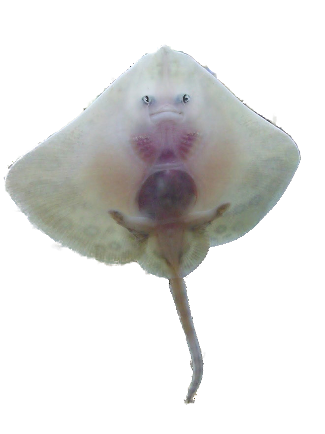 High Quality Baby stingray Blank Meme Template