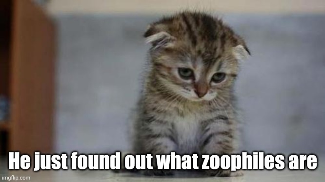 Sad kitten | He just found out what zoophiles are | image tagged in sad kitten | made w/ Imgflip meme maker