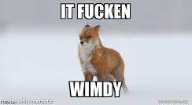 its windy today and i thought this was funny | image tagged in it fucken wimdy,windy,fox | made w/ Imgflip meme maker