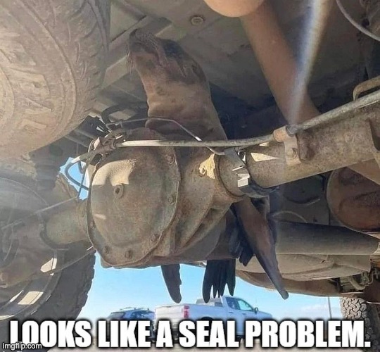 Seal | image tagged in dad joke | made w/ Imgflip meme maker