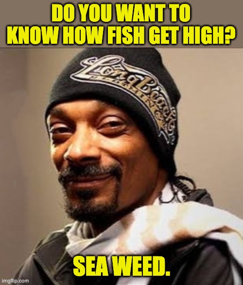 Snoop | DO YOU WANT TO KNOW HOW FISH GET HIGH? SEA WEED. | image tagged in snoop dogg high on weed | made w/ Imgflip meme maker