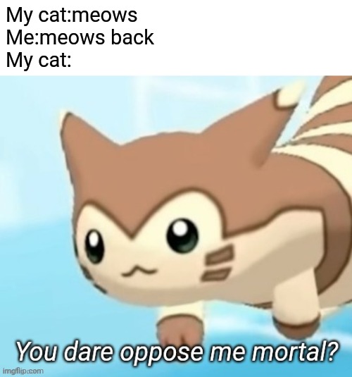 I wish i had a cat | My cat:meows
Me:meows back
My cat: | image tagged in furret you dare oppose me mortal,cats | made w/ Imgflip meme maker