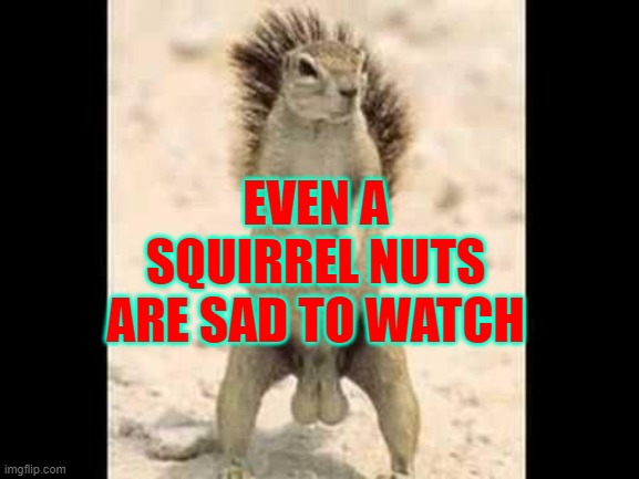 sad... | EVEN A SQUIRREL NUTS ARE SAD TO WATCH | image tagged in squirrel nuts | made w/ Imgflip meme maker