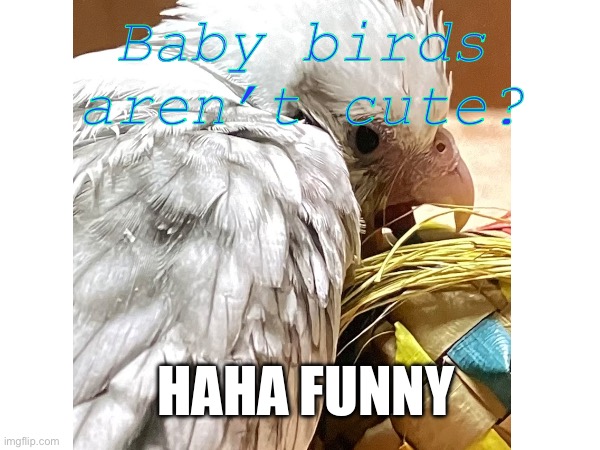 Haha funny | Baby birds aren’t cute? HAHA FUNNY | image tagged in hahaha | made w/ Imgflip meme maker