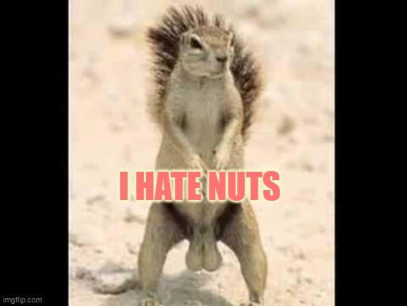 Squirrel nuts | I HATE NUTS | image tagged in squirrel nuts | made w/ Imgflip meme maker