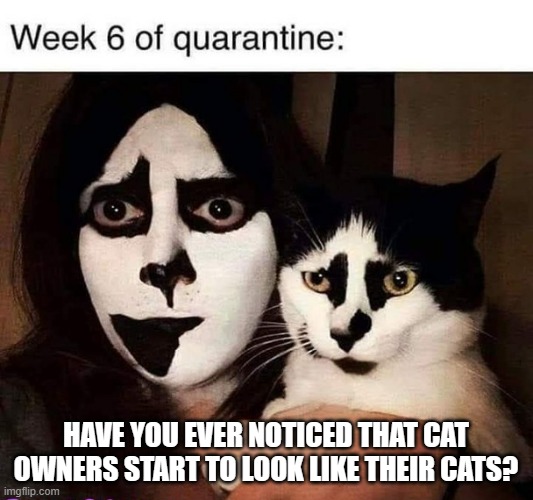 meme by Brad cats and owners look alike | HAVE YOU EVER NOTICED THAT CAT OWNERS START TO LOOK LIKE THEIR CATS? | image tagged in cat meme | made w/ Imgflip meme maker