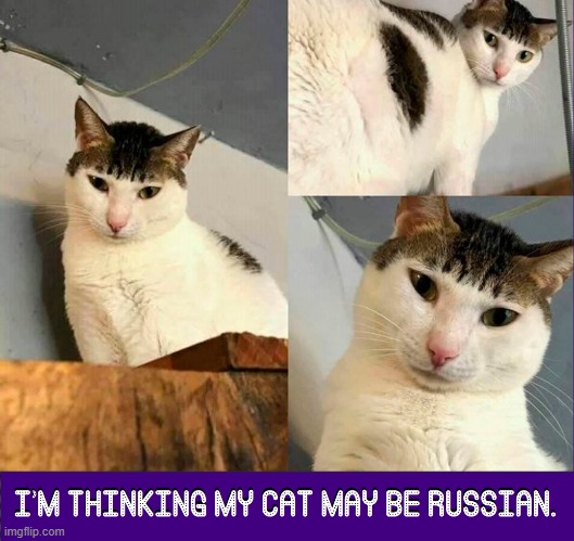 Meet Comrade Catovich | image tagged in vince vance,cats,russian,meow,i love cats,funny cat memes | made w/ Imgflip meme maker