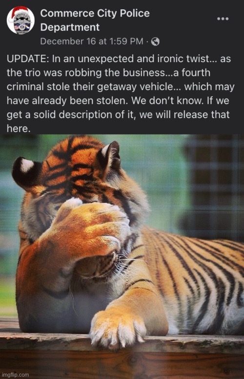 Can't even be a robber without getting robbed smh | image tagged in facepalm tiger,memes,funny memes,robbery,funny | made w/ Imgflip meme maker