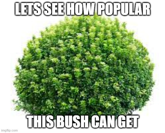 how popular can this bush get? | LETS SEE HOW POPULAR; THIS BUSH CAN GET | image tagged in memes,funny | made w/ Imgflip meme maker